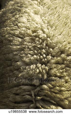 Stock Photo - Sheepskin texture. Fotosearch