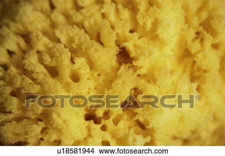 Sponge texture View Large Photo Image Picture - Sponge texture. Fotosearch