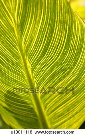 Tropical leaves View Large Photo Image Stock Photo - Tropical leaves. Fotosearch