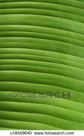 Stock Image - Tropical plant leaf texture. Fotosearch