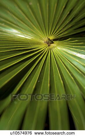 Tropical plant View Large Photo Image Stock Photograph - Tropical plant. Fotosearch