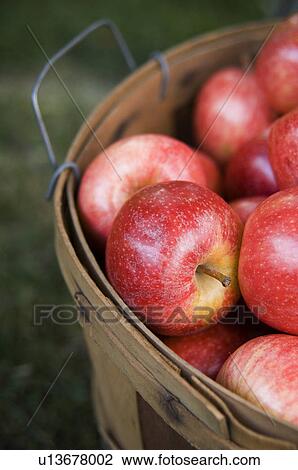 Stock Image - Bushel of apples. Fotosearch