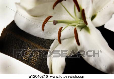 Easter lily on Bible View Large Photo Image Stock Photography - Easter lily on Bible. Fotosearch
