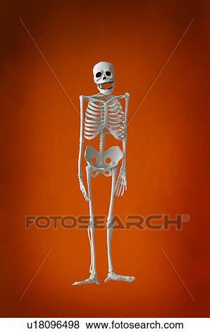 Stock Photo - Halloween skeleton. Fotosearch