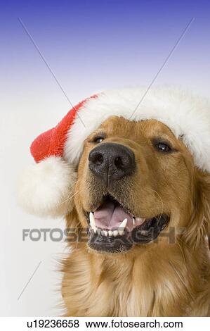 Stock Photo - Dog wearing Santa hat. Fotosearch