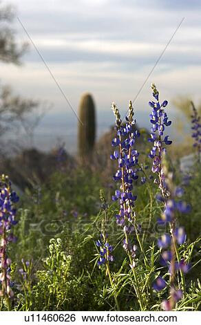 Stock Photograph - Arizona scenic. Fotosearch