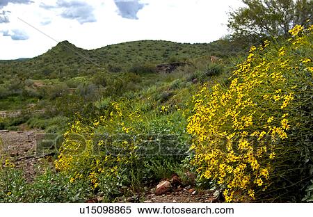 Arizona scenic View Large Photo Image Stock Photography - Arizona scenic. Fotosearch