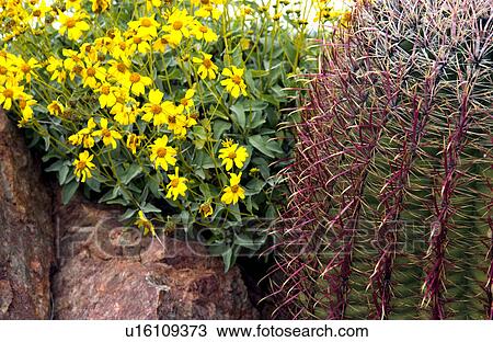 Arizona scenic with a barrel cactus View Large Photo Image Stock Image - Arizona scenic with a barrel cactus. Fotosearch