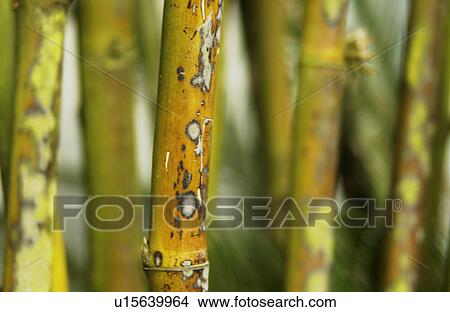 Bamboo View Large Photo Image Picture - Bamboo. Fotosearch