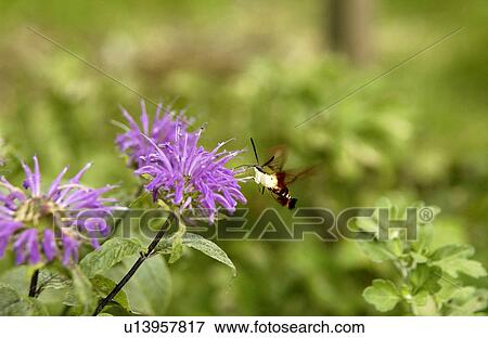 Stock Photo - Bee on purple bloom. Fotosearch