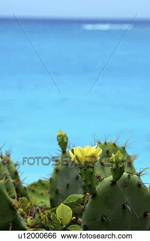 Stock Photograph - Blooming cactus near ocean Mexico. Fotosearch