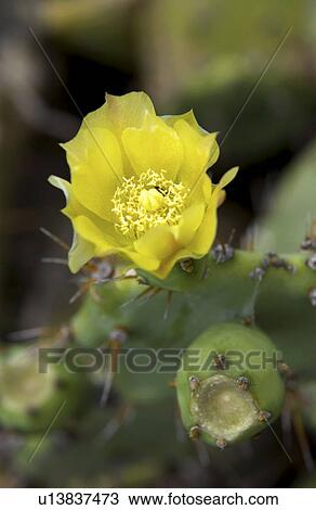 Blooming cactus View Large Photo Image Stock Image - Blooming cactus. Fotosearch