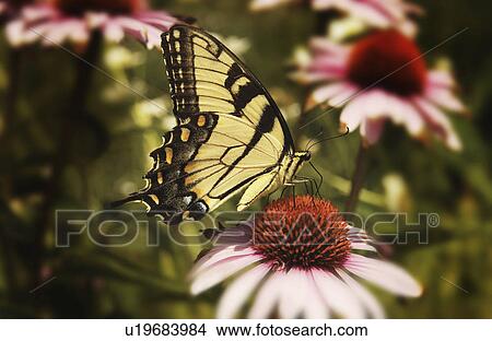 Butterfly on purple coneflowers View Large Photo Image Picture - Butterfly on purple coneflowers. Fotosearch