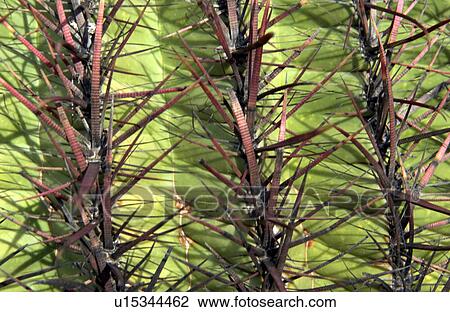 Stock Image - Cactus pattern. Fotosearch