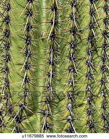Stock Photography - Cactus pattern. Fotosearch