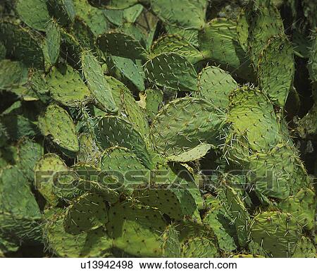 Stock Photo - Cactus. Fotosearch