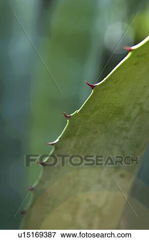 Stock Photo - Cactus. Fotosearch
