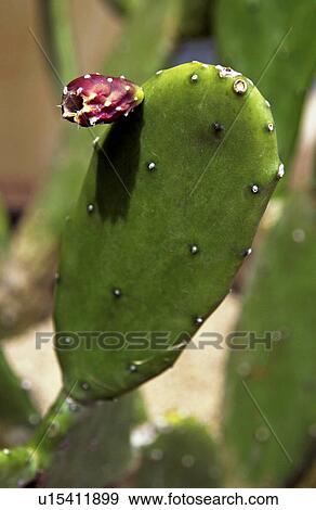 Stock Photo - Cactus. Fotosearch