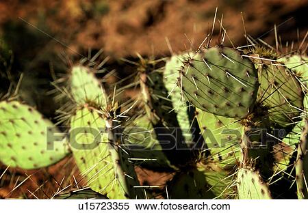 Cactus View Large Photo Image Stock Photography - Cactus. Fotosearch