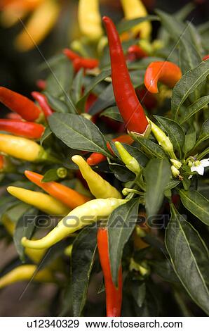 Chili pepper plants View Large Photo Image Stock Photo - Chili pepper plants. Fotosearch