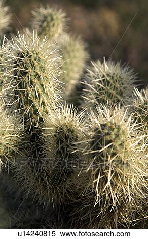 Stock Photography - Cholla cactus. Fotosearch