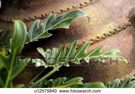 Stock Image - Clay pot with tropical plant. Fotosearch