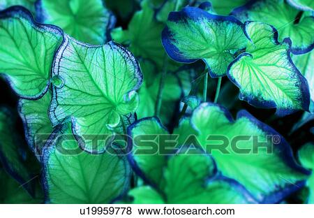 Stock Photo - Coleus plant. Fotosearch