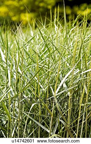 Stock Image - Decorative grass. Fotosearch