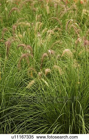 Stock Photography - Decorative grass. Fotosearch
