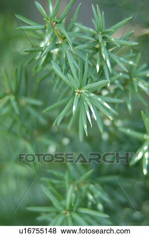 Stock Photo - Evergreen pattern. Fotosearch