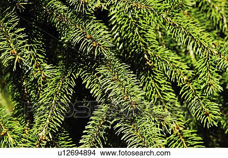 Evergreen texture View Large Photo Image Picture - Evergreen texture. Fotosearch