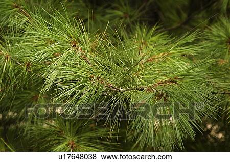 Evergreen tree pattern View Large Photo Image Stock Photo - Evergreen tree pattern. Fotosearch