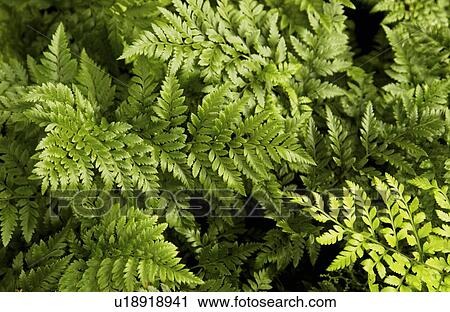 Stock Image - Fern leaf pattern. Fotosearch