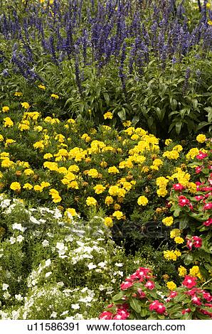 Flower bed View Large Photo Image Stock Image - Flower bed. Fotosearch