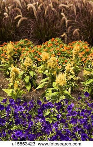 Stock Image - Flower bed. Fotosearch