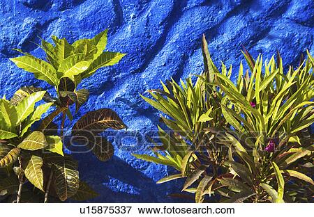 Stock Photo - Flowers growing near wall. Fotosearch
