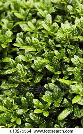 Picture - Hedge. Fotosearch