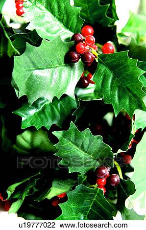 Stock Image - Holly pattern. Fotosearch
