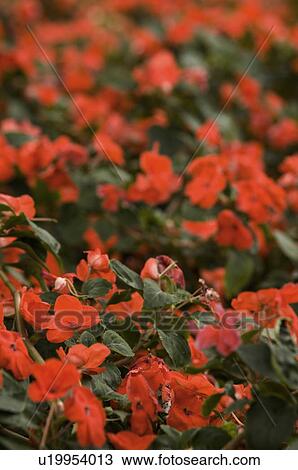 Impatiens View Large Photo Image Stock Image - Impatiens. Fotosearch