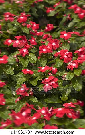 Impatiens View Large Photo Image Stock Photo - Impatiens. Fotosearch