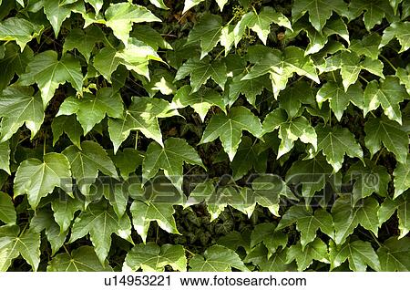 Stock Image - Ivy. Fotosearch