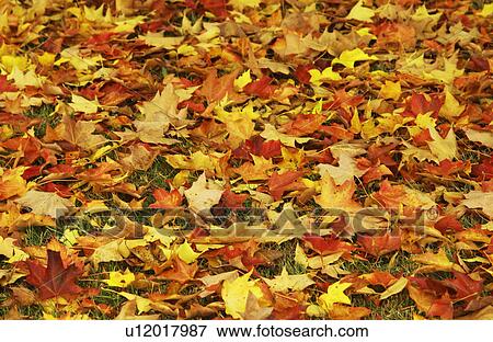 Leaves in Autumn View Large Photo Image Stock Photo - Leaves in Autumn. Fotosearch