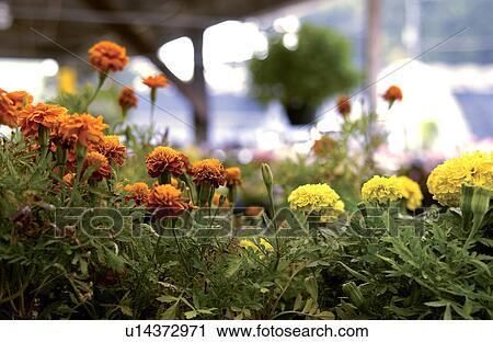 Marigolds at market View Large Photo Image Stock Image - Marigolds at market. Fotosearch