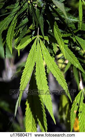 Marijuana plant View Large Photo Image Stock Image - Marijuana plant. Fotosearch