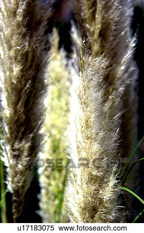 Stock Photography - Pampas grass. Fotosearch