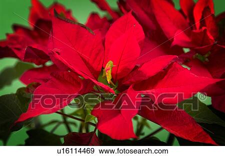 Stock Photo - Poinsettia. Fotosearch