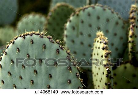 Stock Photo - Prickly pear cactus pattern. Fotosearch