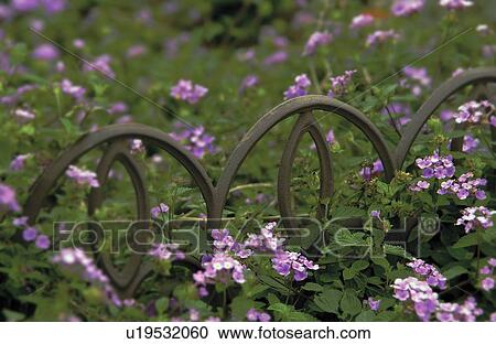 Purple flowers in landscaping View Large Photo Image Stock Image - Purple flowers in landscaping. Fotosearch
