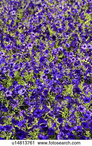 Stock Image - Purple million bells plants. Fotosearch