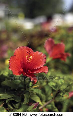 Red hibiscus View Large Photo Image Stock Image - Red hibiscus. Fotosearch